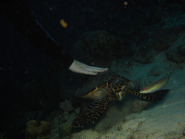 Bonaire 2010