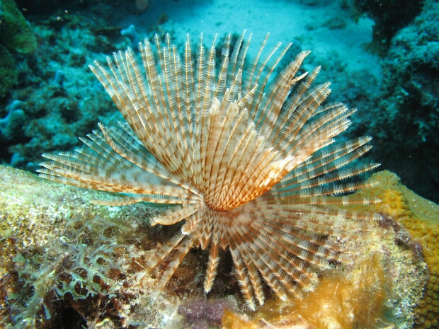 Curacao 2007