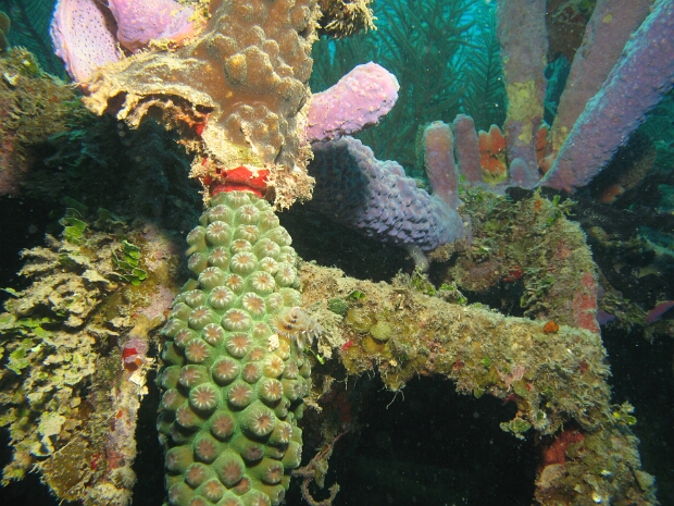 Roatan 2008